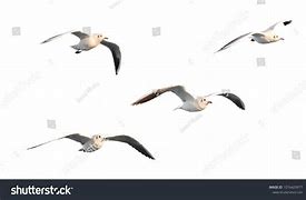 Image result for Shape of Seagulls Flying