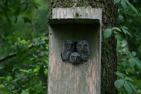 Image result for Nesting Boxes for Owls