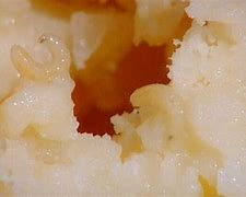 Image result for Maggot Cheese