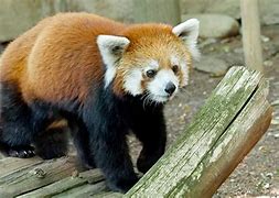 Image result for Zoo Mammals