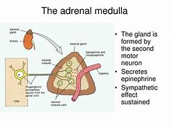 Image result for Adrenal Medulla