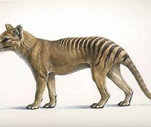 Image result for Thylacine Tiger