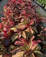 Image result for Dracaena Merah