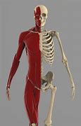 Image result for Image Showing Skeleton and Muscles