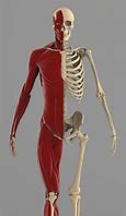 Image result for Muscle Skeleton Model