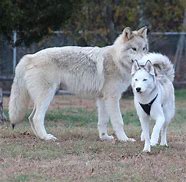 Image result for Baby Wolf Husky Snow