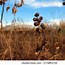 Image result for Smoking a Castor Plant