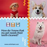 Image result for Tartar Buildup On Dog Teeth