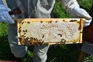 Image result for Beekeeping for Beginners