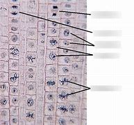 Image result for Allium Root Tip Labeled