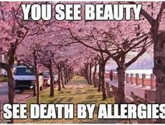 Image result for Allergy Season Meme