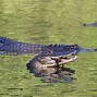 Image result for Croc vs Alligator Snout