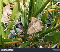 Image result for Leaf Spot in Turmeric Plant