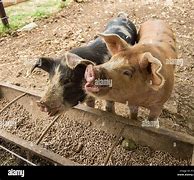 Image result for Pig Eat Trough