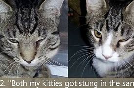 Image result for Dog Stung by Bee vs Cat