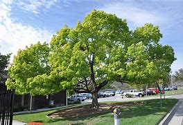 Image result for Cinnamon Camphor Tree