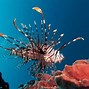 Image result for Deadly Sea Creatures