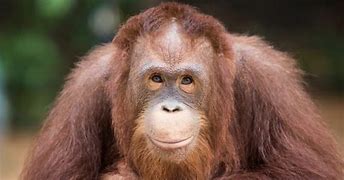 Image result for Chimpanzee vs Orangutan