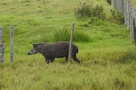 Image result for Tapirus Polkensis