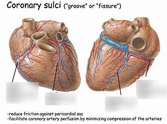 Image result for Atrioventricular Coronary Sulcus