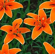 Image result for Orange Stargazer Lily