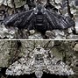 Image result for Peppered Moth Eggs