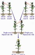 Image result for Hybrid Corn Seed