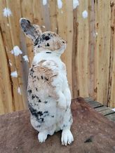 Image result for Siamese Rex Rabbit