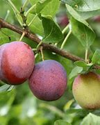 Image result for Candy Rosa Plum