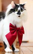 Image result for Sora Cat Sony