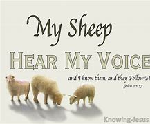 Image result for Sheep Hear My Voice