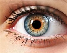 Image result for Pons Eye Globe Face