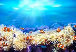 Image result for Clownfish Habitat