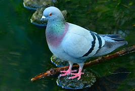 Image result for Bird Merpati