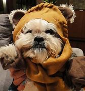 Image result for Star Wars Female Ewok