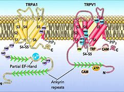 Image result for Paracetamol TRPV1