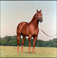 Image result for Horse Mane Front View