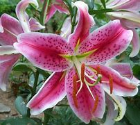 Image result for Stargazer Lily