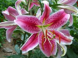 Image result for Stargazer Lily