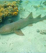 Image result for Nurse Shark Pet