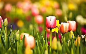 Image result for Spring Tulips