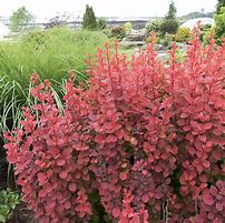 Image result for Barberry Orange Rocket 5 Gal