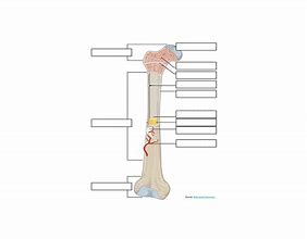 Image result for Long Skinny Bone Identifacation