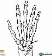 Image result for Hamate Bone