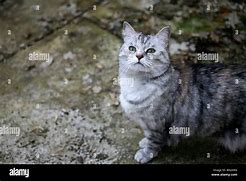 Image result for Black and Grey Mottled Cat