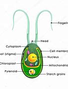 Image result for Algae Graphic