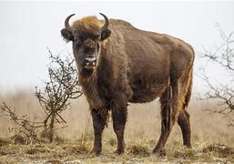 Image result for Ice Age Bison