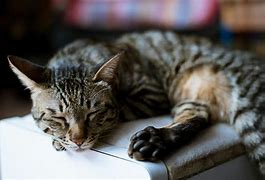 Image result for Female Tabby Cat