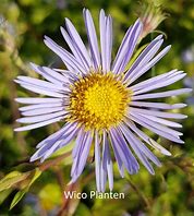 Image result for Aster Puniceus