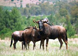 Image result for GNU Graphics